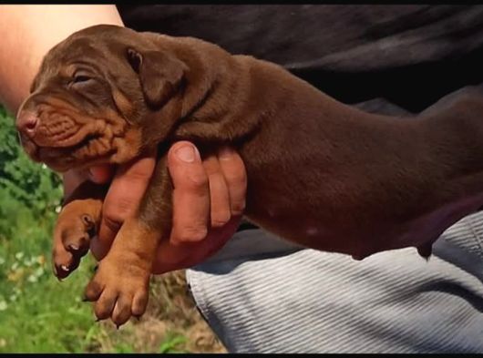 Üst Düzey Doberman Yavrular görsel