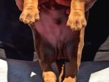 Üst Düzey Doberman Yavrular