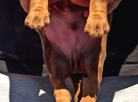 Üst Düzey Doberman Yavrular görsel