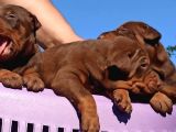 Üst Düzey Doberman Yavrular
