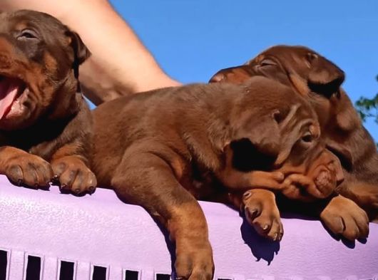 Üst Düzey Doberman Yavrular görsel