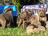 Cane Corso İtaliano Yavrular