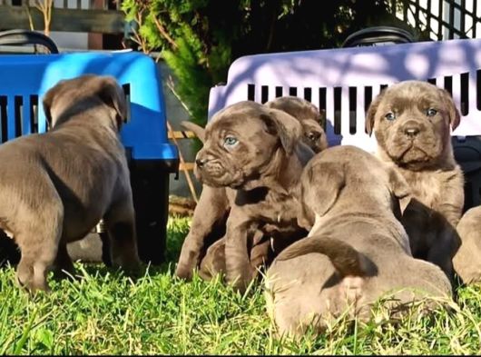 Cane Corso İtaliano Yavrular görsel