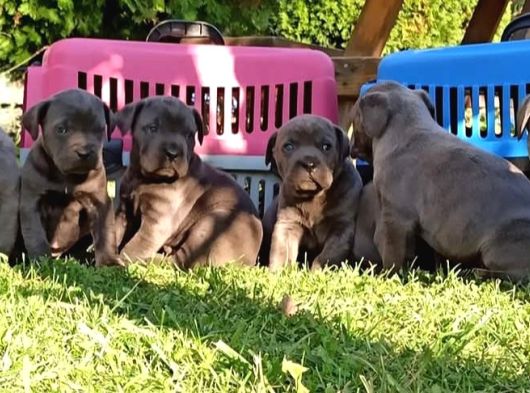Cane Corso İtaliano Yavrular görsel
