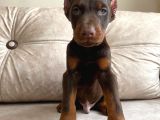 Estetikli veya estetiksiz doberman bebekler