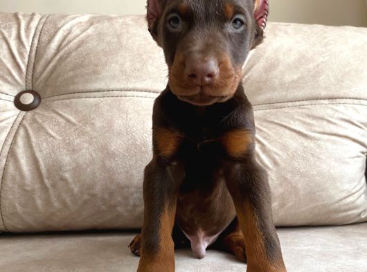 Estetikli veya estetiksiz doberman bebekler