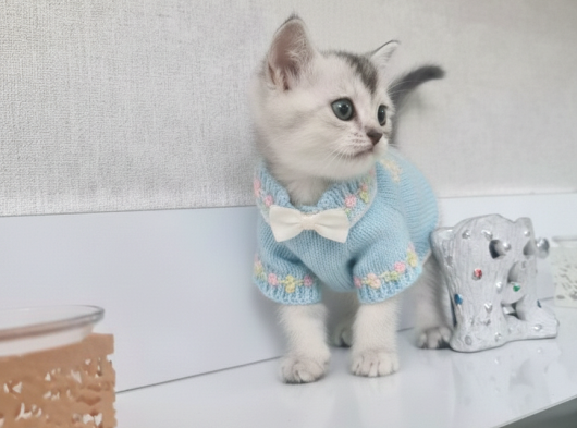 Teslime Hazır Tuvalet Eğitimli Minnoşlarım görsel
