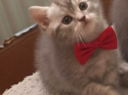Bu Güzelli̇kten Her Eve Lazim görsel