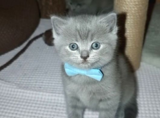 Bal Surat Ponçi̇k Tesli̇me Hazir görsel