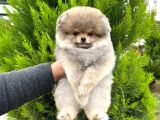 Pomeranian ırkının en iyileri için arayabilirsiniz