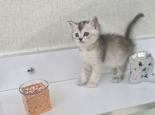 Teslime Hazır Tuvalet Eğitimli Minnoşlarım görsel