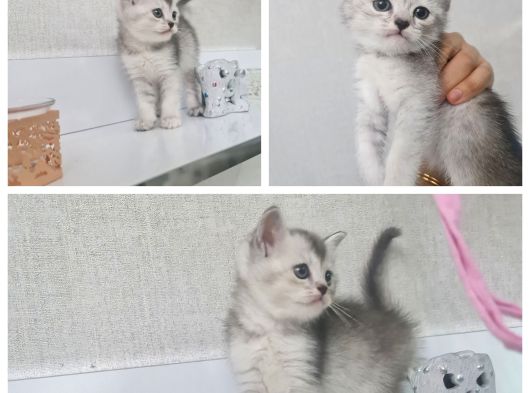 Teslime Hazır Tuvalet Eğitimli Minnoşlarım görsel