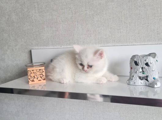 Teslime Hazır Tuvalet Eğitimli Minnoşlarım görsel