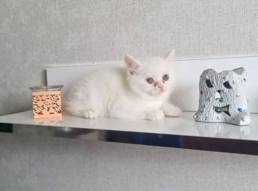 Teslime Hazır Tuvalet Eğitimli Minnoşlarım görsel