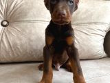 Estetikli Veya Estetiksiz Doberman Bebekler