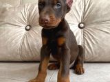 Estetikli Veya Estetiksiz Doberman Bebekler