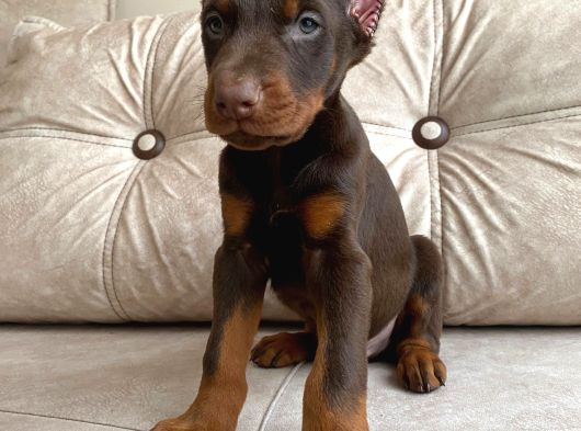 Estetikli Veya Estetiksiz Doberman Bebekler görsel