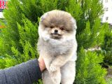 Pomeranian Irkının En Iyileri Için Arayabilirsiniz