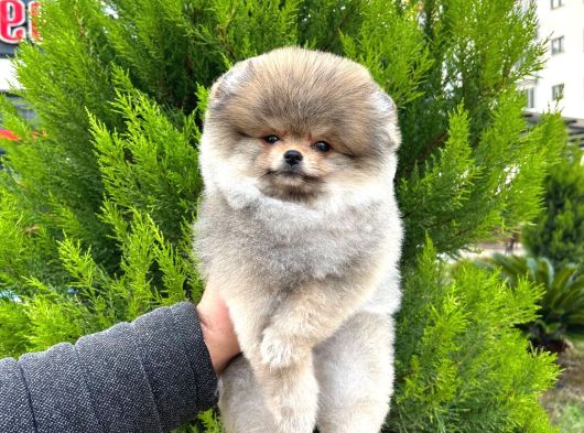 Pomeranian Irkının En Iyileri Için Arayabilirsiniz görsel