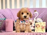 Mi̇ni̇ Boy Malti̇poo Bebekler