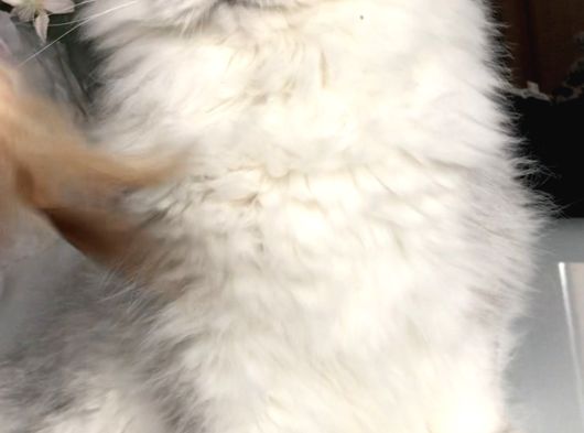 Longhair Güzeller görsel