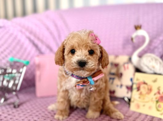 Mi̇ni̇ Boy Malti̇poo Bebekler görsel