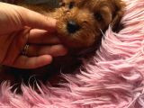 Tarçının Poodle Bebeleri
