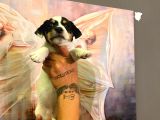 Safkan Jack Russel Yavrulari