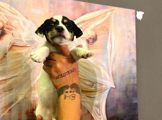 Safkan Jack Russel Yavrulari görsel