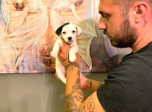 Safkan Jack Russel Yavrulari görsel