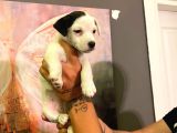 Safkan Jack Russel Yavrulari
