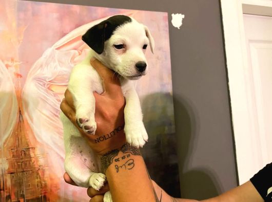 Safkan Jack Russel Yavrulari görsel