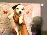 SAFKAN JACK RUSSEL YAVRULARI