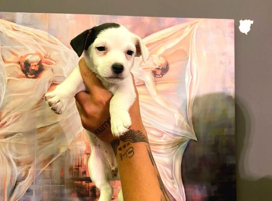 Safkan Jack Russel Yavrulari