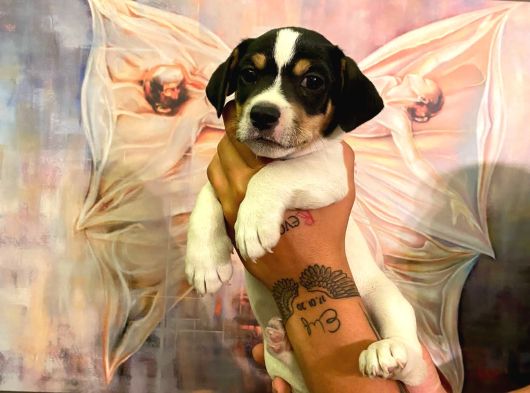 Safkan Jack Russel Yavrulari görsel