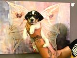 Safkan Jack Russel Yavrulari