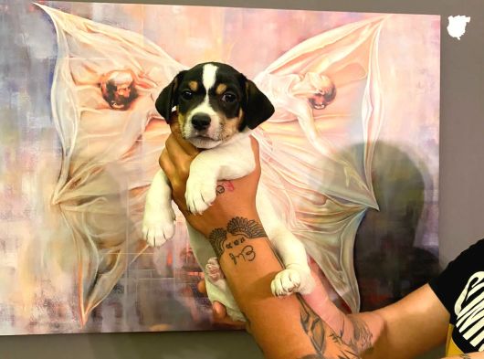 Safkan Jack Russel Yavrulari görsel