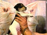 Safkan Jack Russel Yavrulari