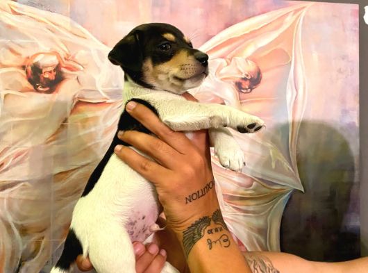 Safkan Jack Russel Yavrulari görsel