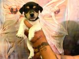 SAFKAN JACK RUSSEL YAVRULARI