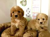 SAFKAN MALTİPOO YAVRULARI