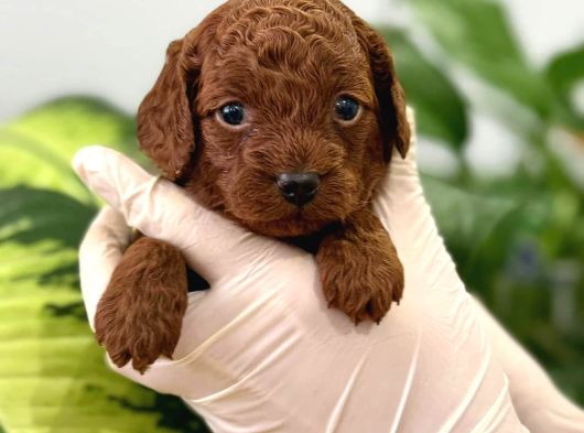 Maya Kizimizin Mükemmel Yavrusu Toy Poodle