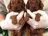 Maya Kizimizin Mükemmel Yavrusu Toy Poodle