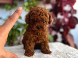 İstanbulun En Gözde Toy Poodle Bebekleri̇