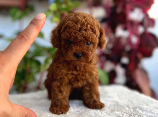 İstanbulun En Gözde Toy Poodle Bebekleri̇ görsel