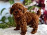 İSTANBULUN EN GÖZDE TOY POODLE BEBEKLERİ