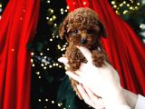 A Plus Toy Poodle Yavrularımız