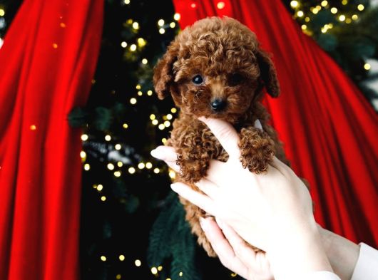 A Plus Toy Poodle Yavrularımız