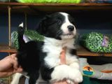 Ruhsatlı Çiftlikten Border Collie