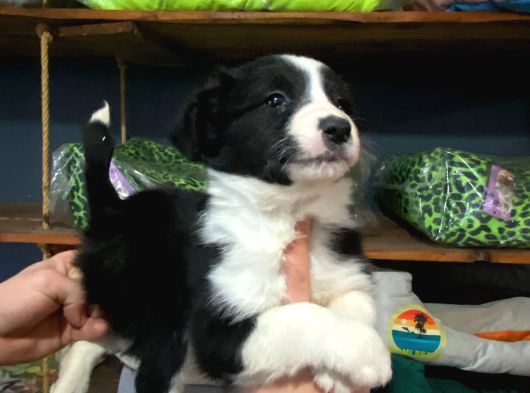Ruhsatlı Çiftlikten Border Collie görsel